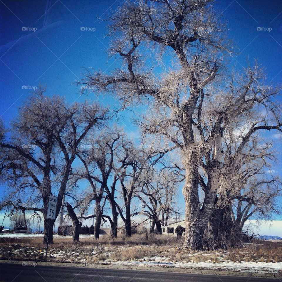 Cottonwood trees 