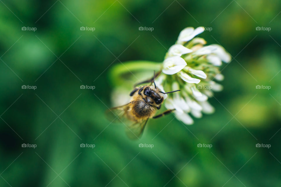 Bee on the flower macro shot