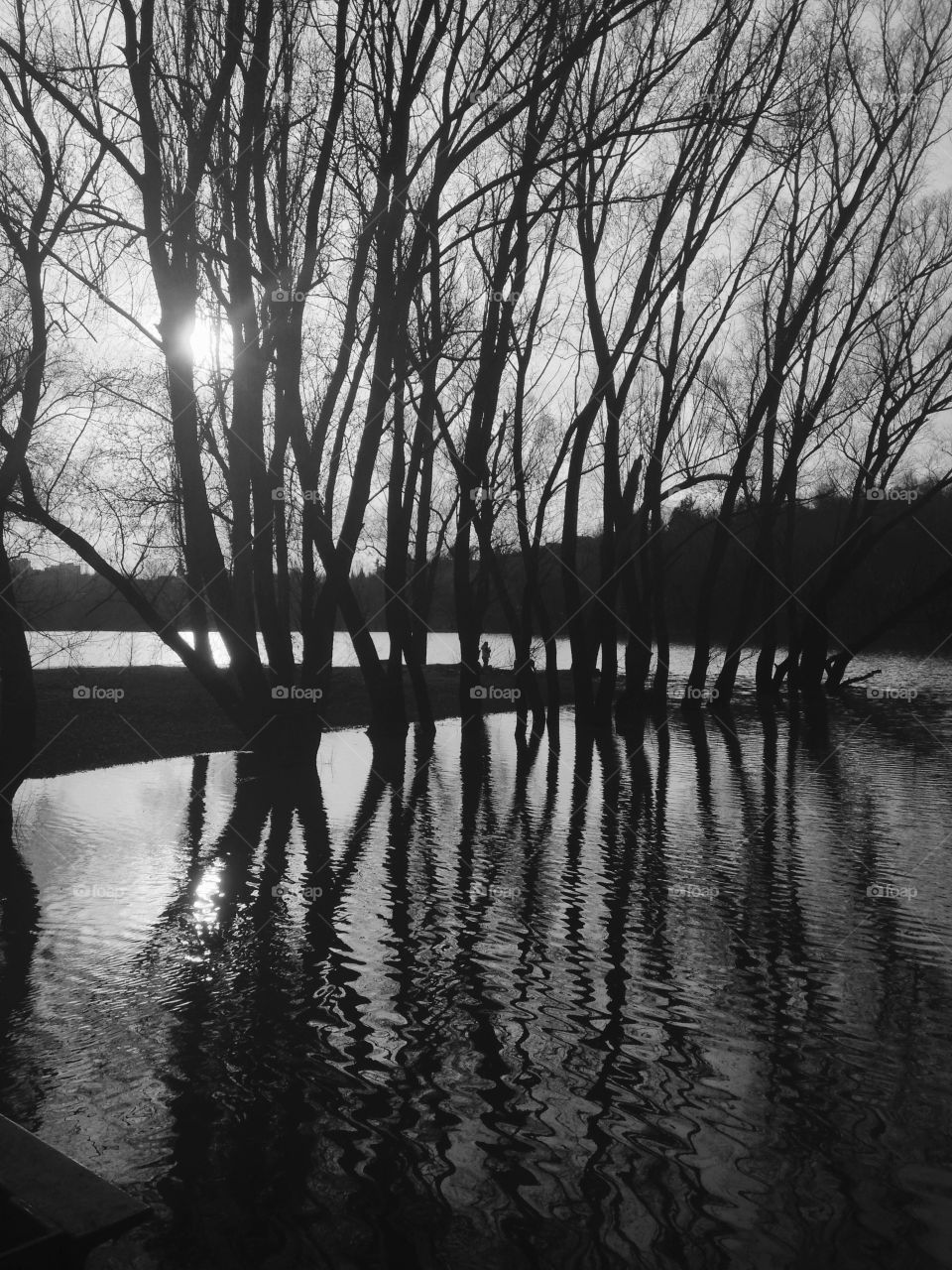 Trees in the river