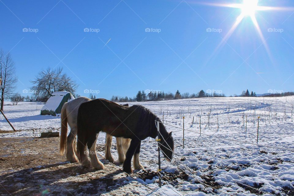 They are not brothers, but they grew up together and are now inseparable.. 🥹