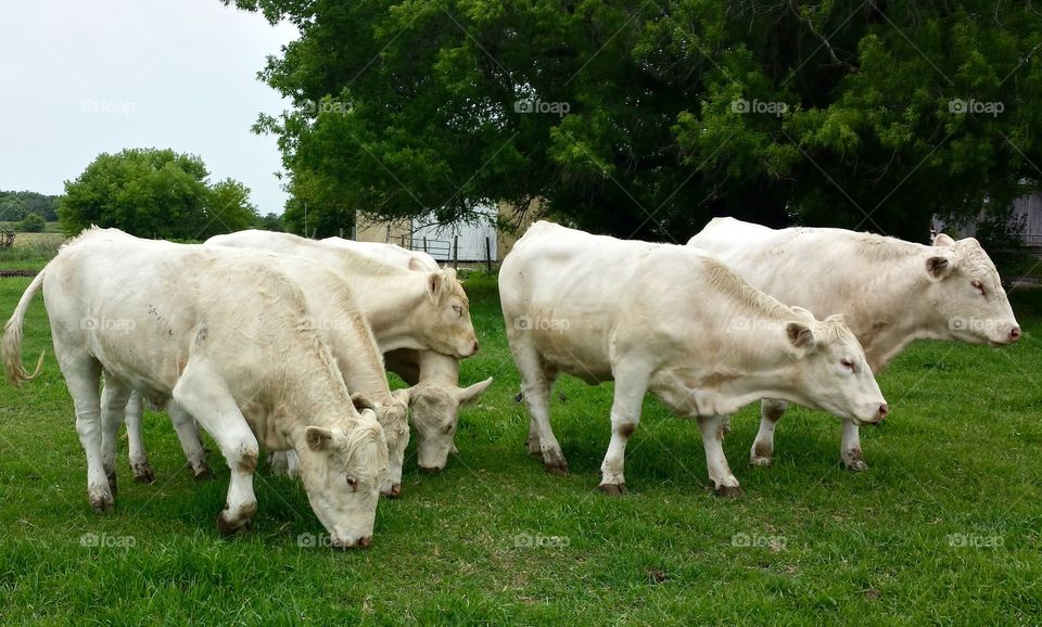 Livestock . American Charolais