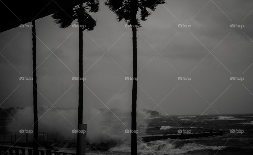 No Person, Beach, Monochrome, Tree, Sunset