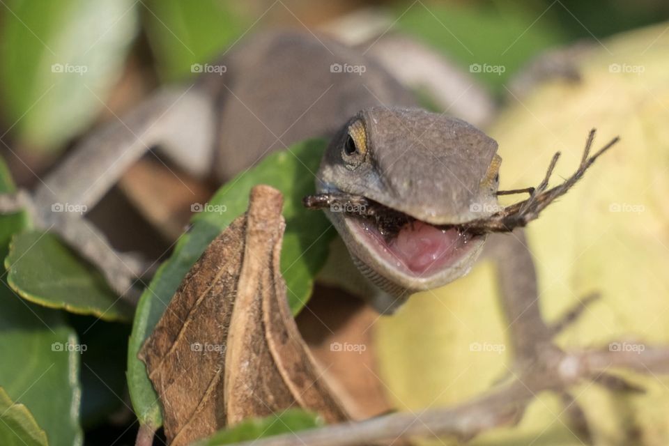 Foap, Wild Animals of the United States: A Carolina anole is finishing up lunch as it gulps down a large spider. Yates Mill County Park in Raleigh North Carolina. 