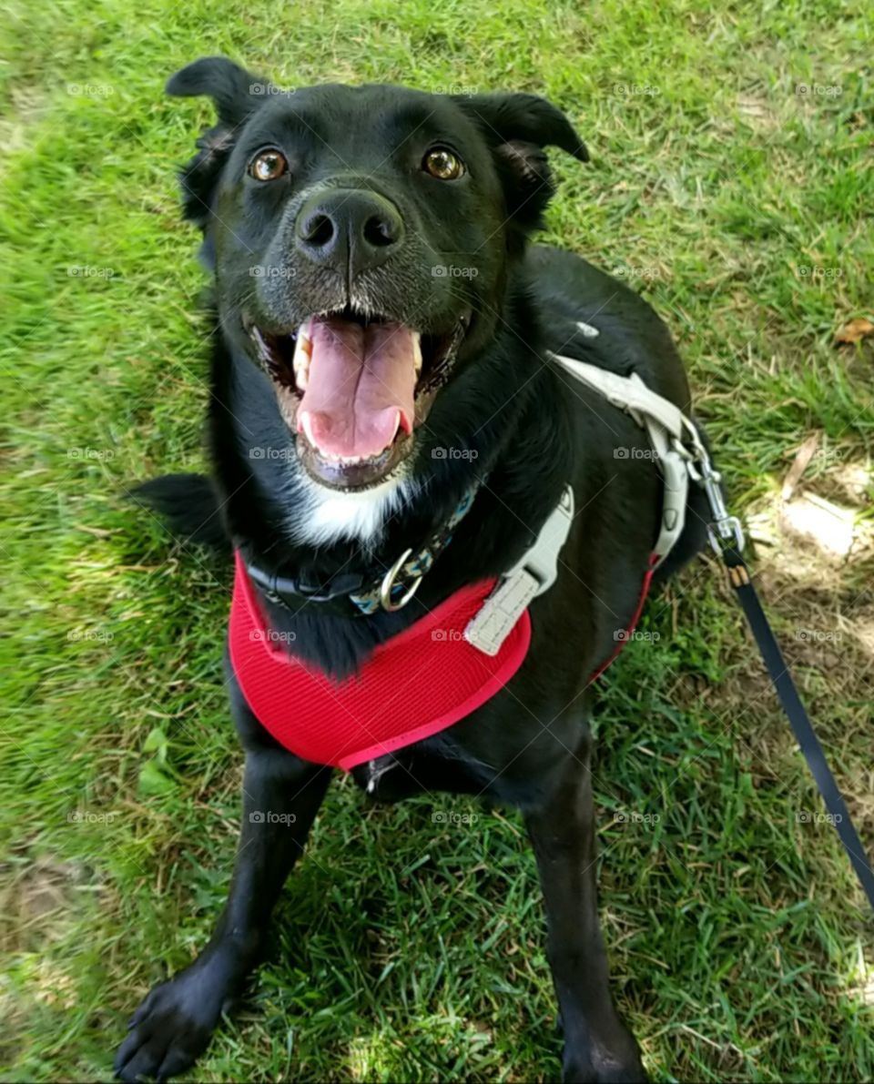 Happy Puppy Going on a Walk