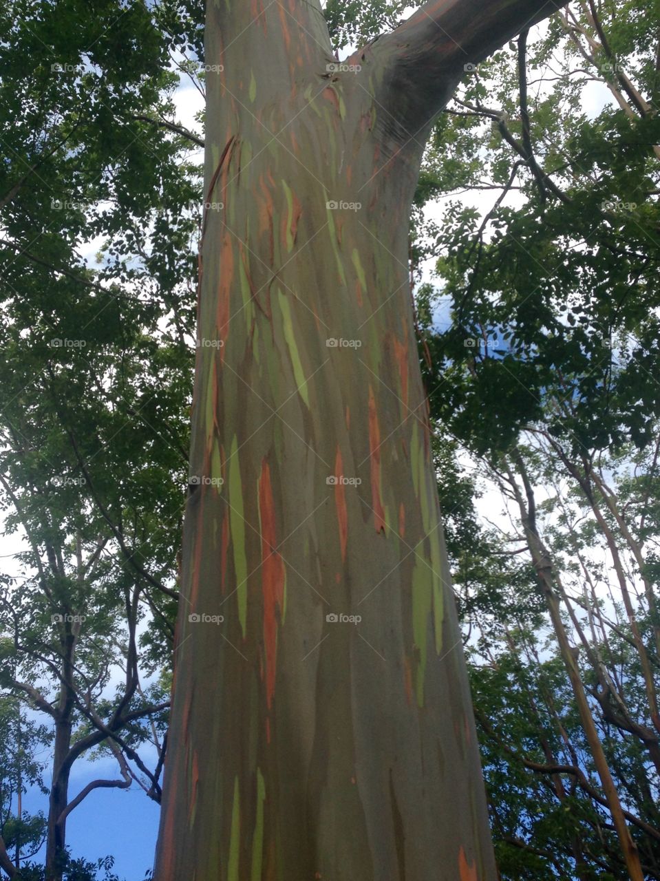 Rainbow tree!. Have you every seen a rainbow tree? A must on Maui.