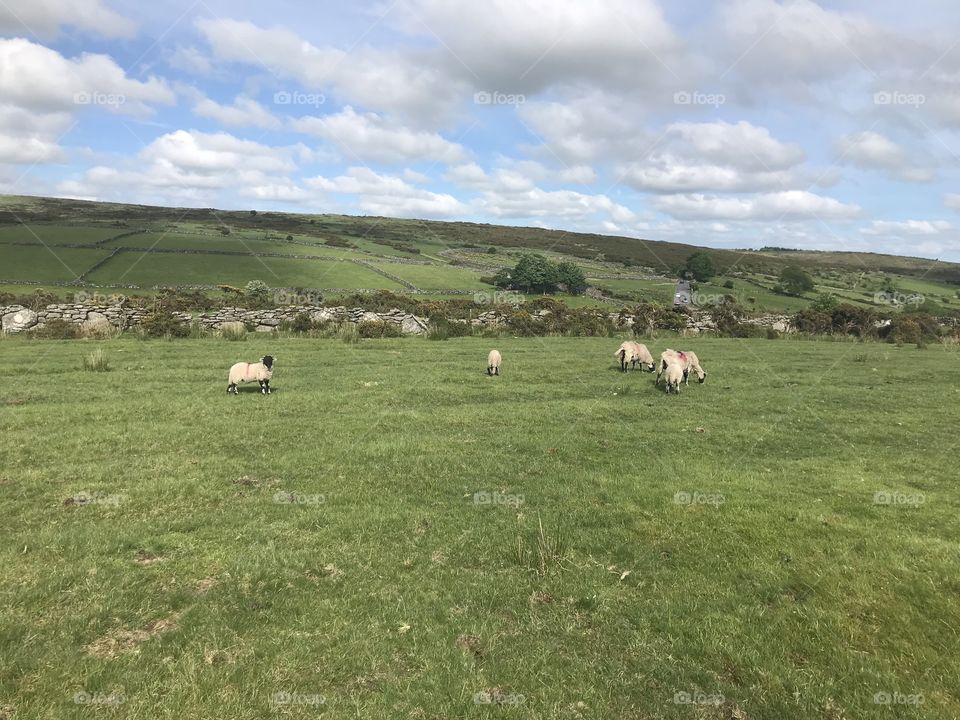 Dartmoor sheep enjoying time with their young and especially the lovely early summer weather. 