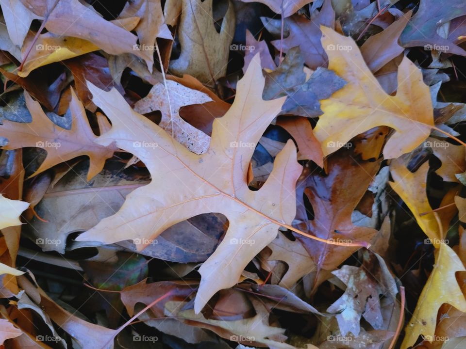 fallen leaf pile