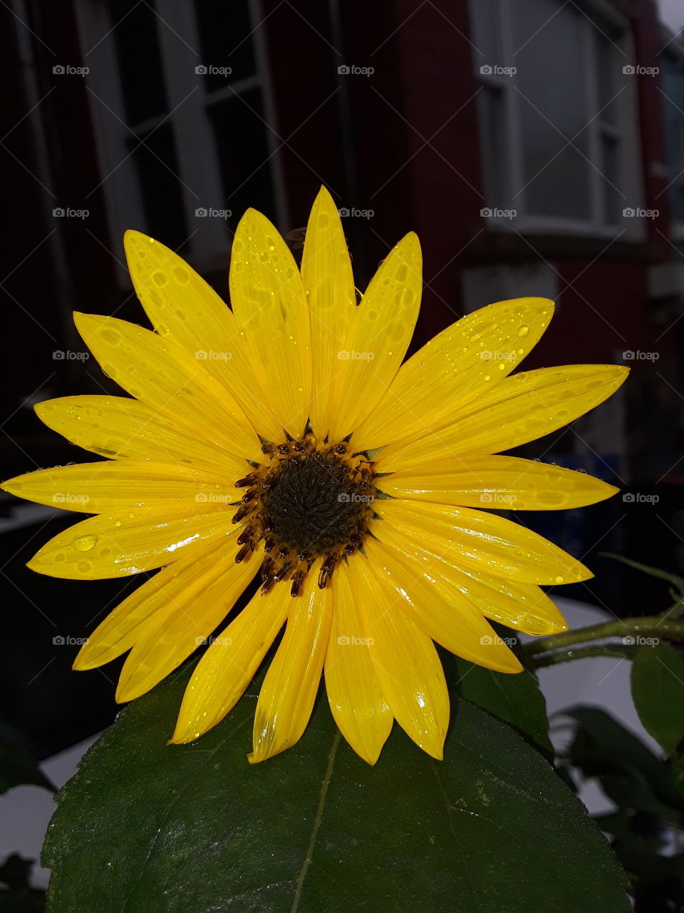 dripping sunflower