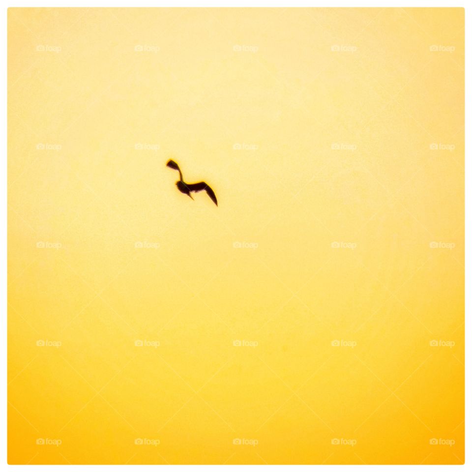 Yellow sky with bird