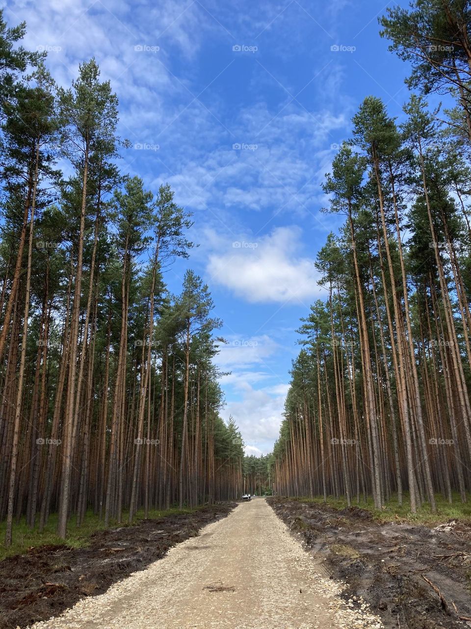 In the middle of a forest blue sky shines through 