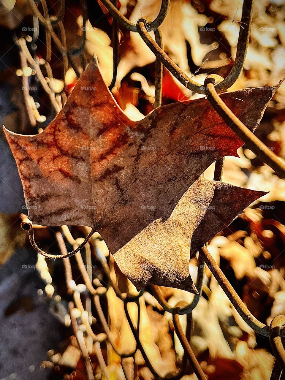 Single Fall Leaf In Fencing