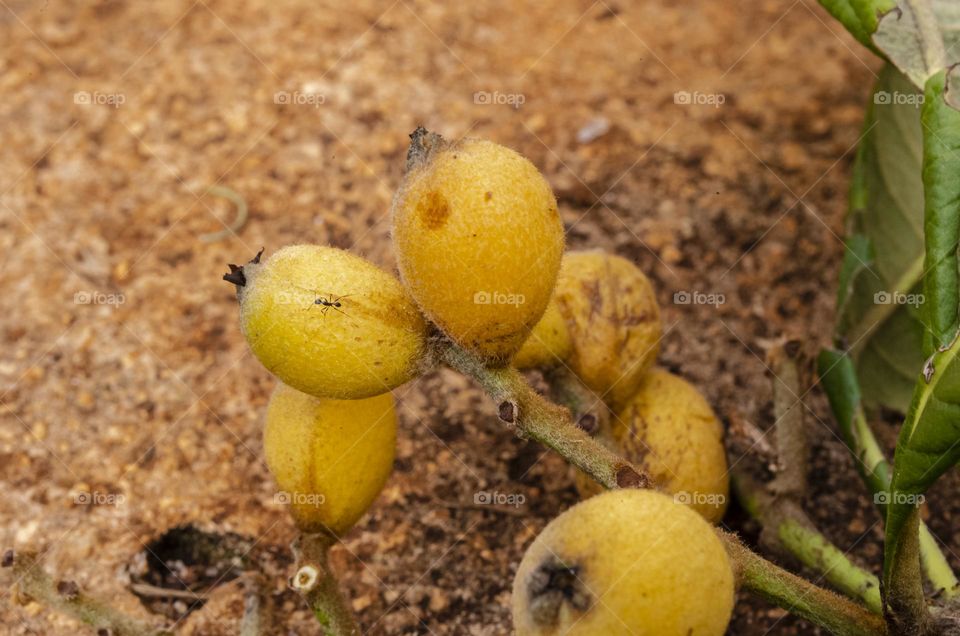 Ripe Loquat Fruits