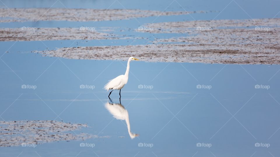 Egret reflecting on water