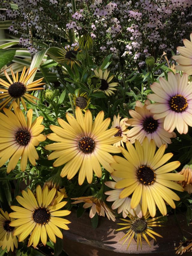 Yellow flowers on clay pot