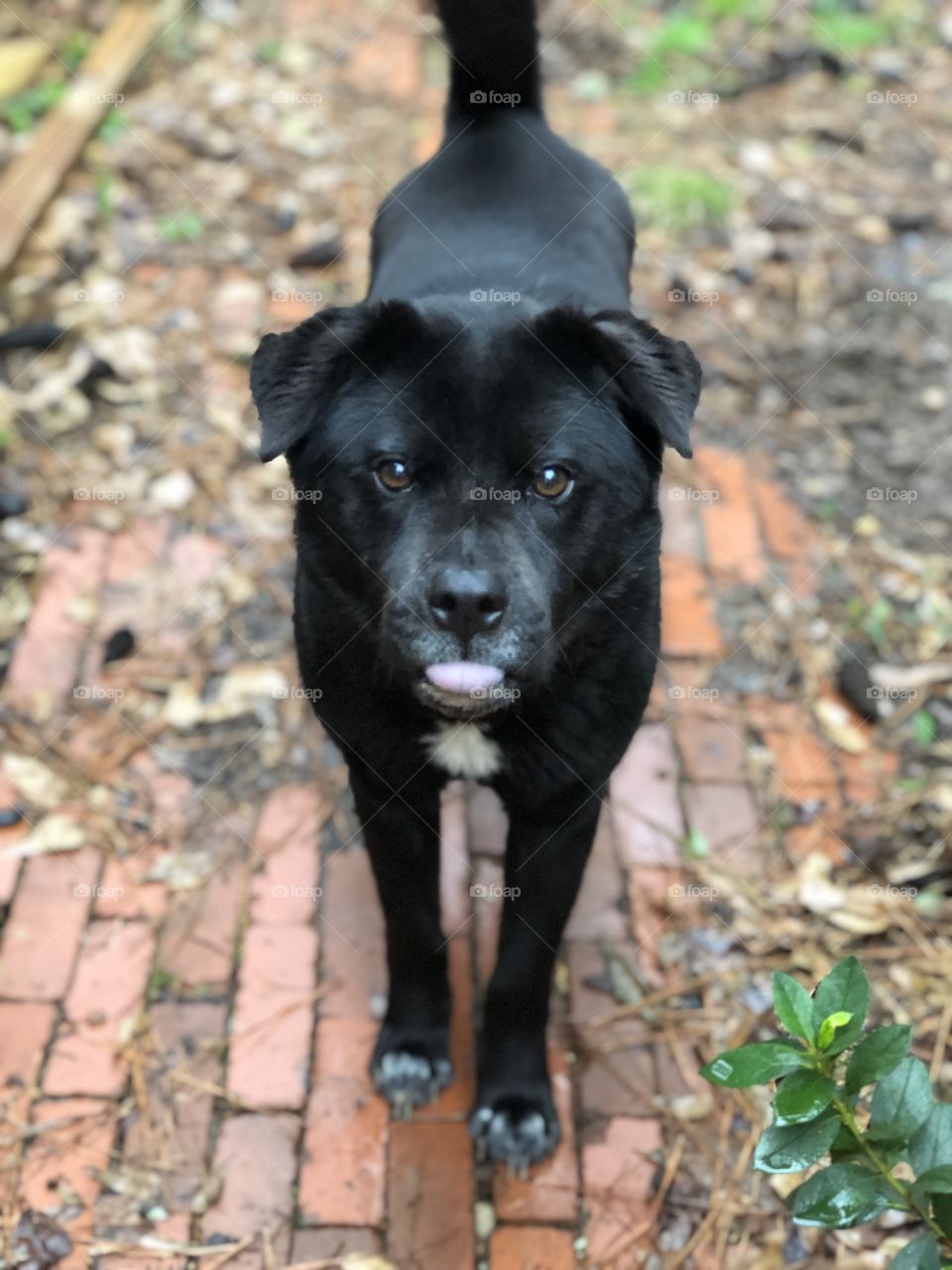 Black dog with tongue out