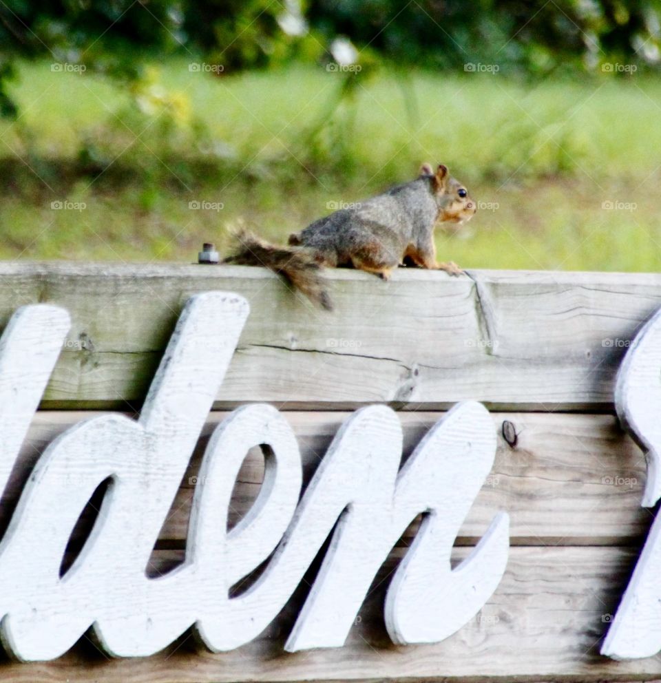 Squirrel Lying on a Wooden Sign