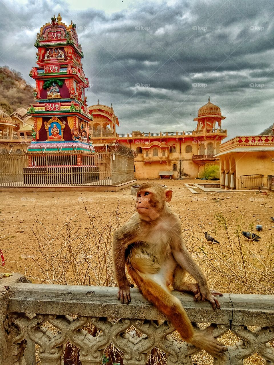 monkey temple jaipur