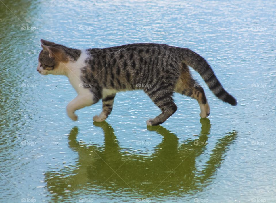  cat reflection