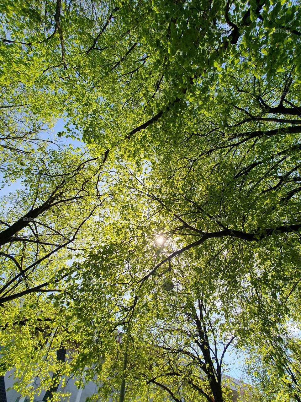 Spring has come and everything starts to come to life. The green crown of these trees refreshes and gives a good mood.