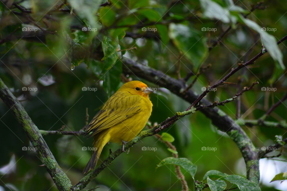 Bird Canary