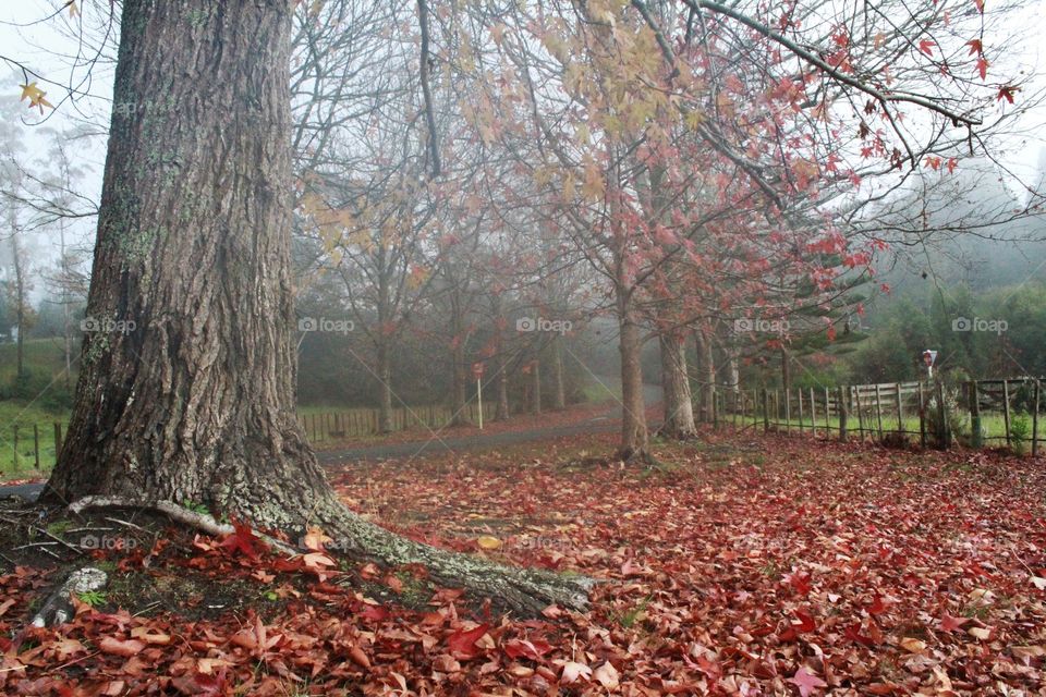 Autum Fall Season Trees in park