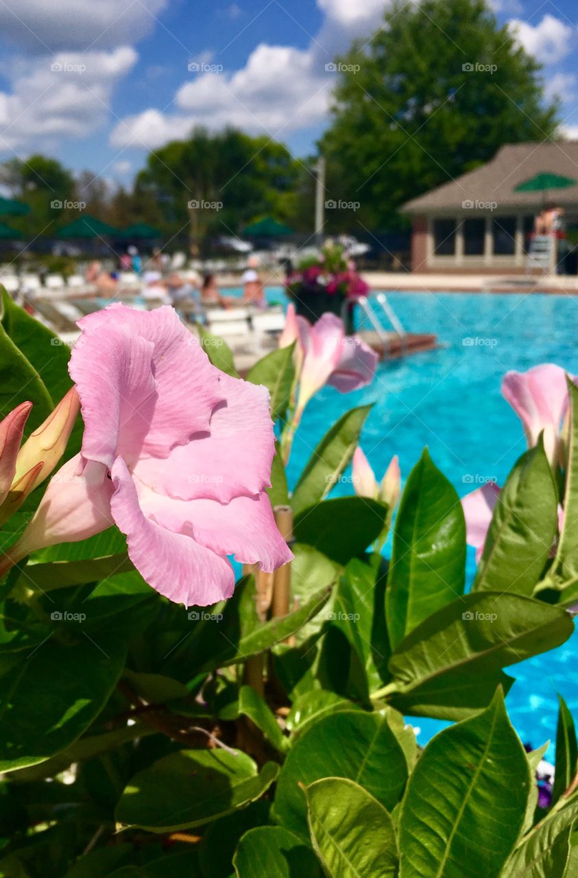 poolside flowers