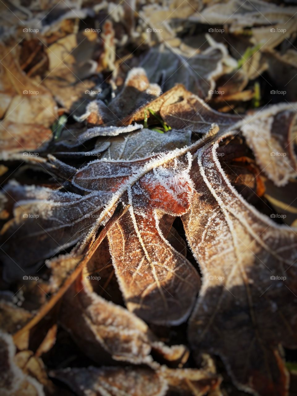 Frosty Leaves