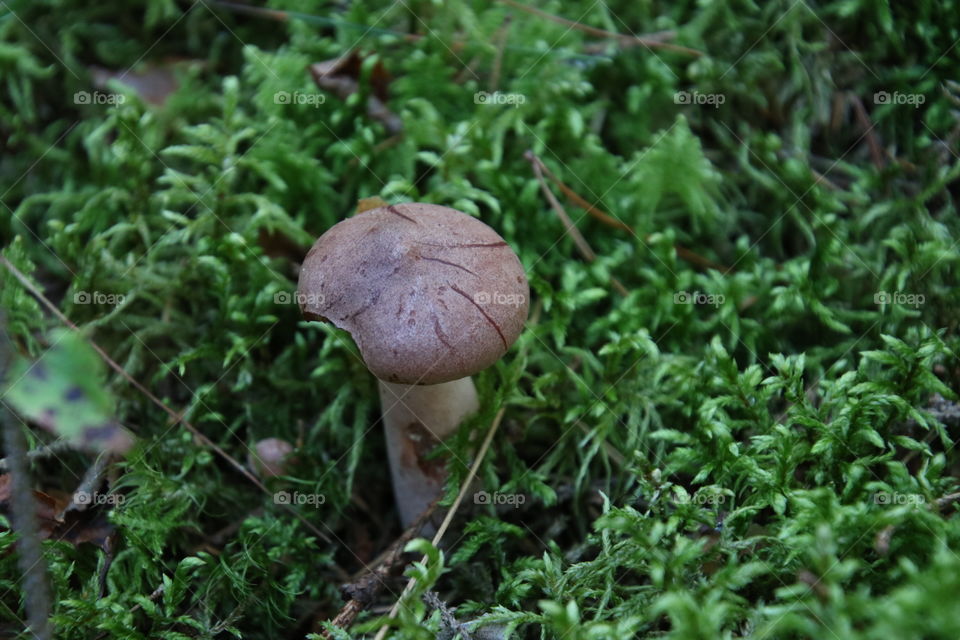 small mushroom