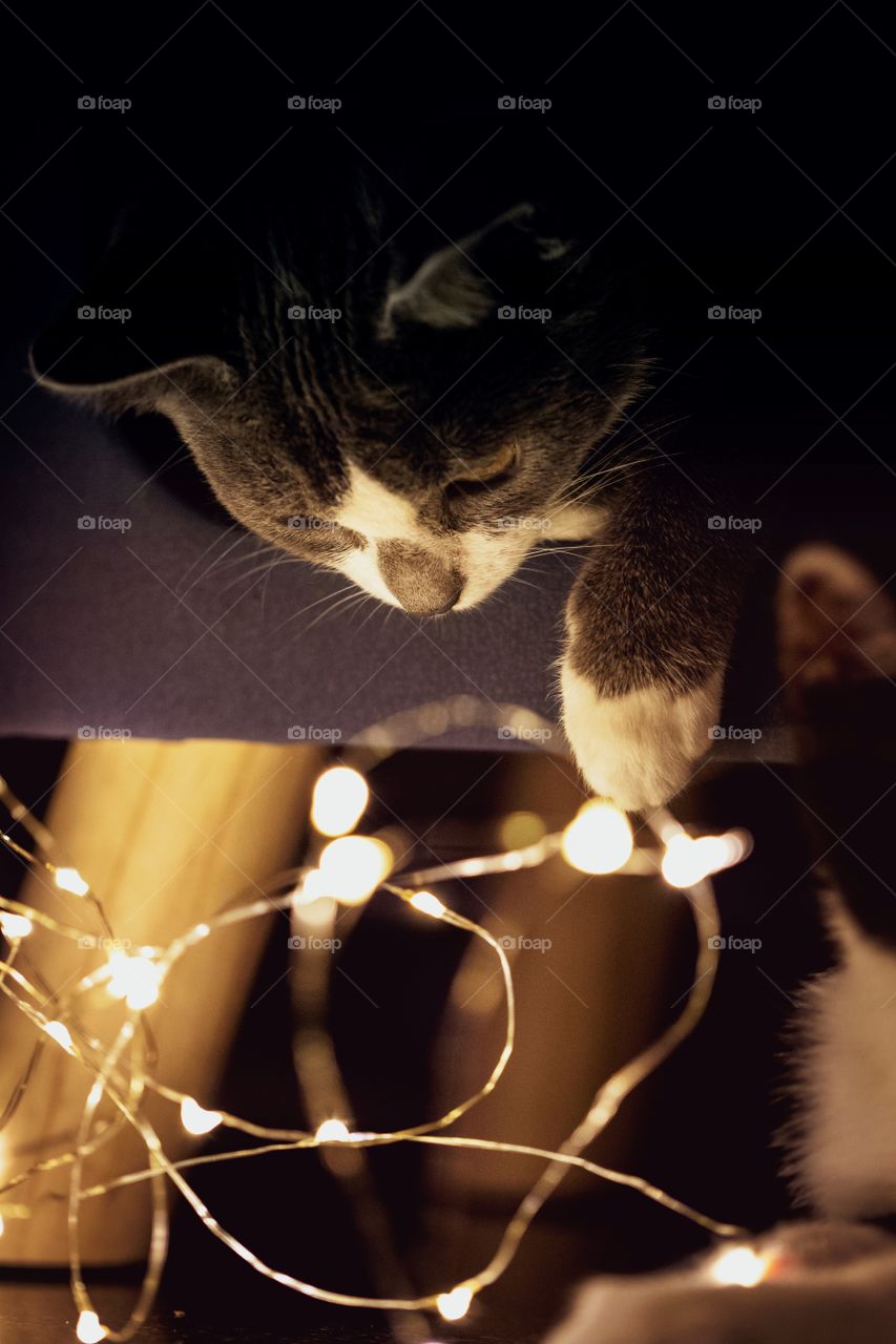 A portrait of a cat playing with some fairy lights. caught the animal at the right time to freeze the action.