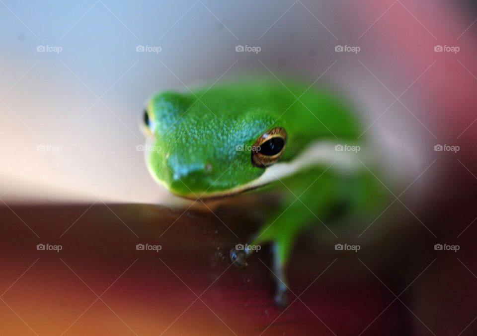 nature frog frog macro by lightanddrawing