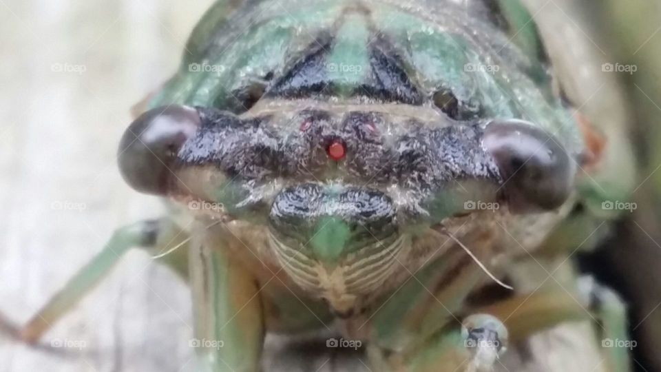 Locust Closeup