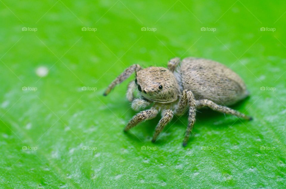 Macro shot of jumping spider.