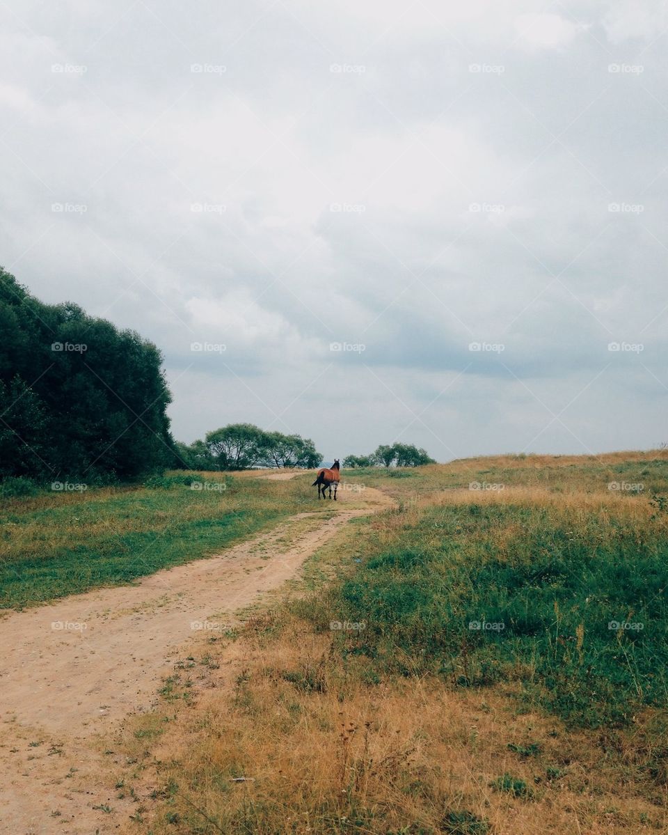 Horse in the fields 