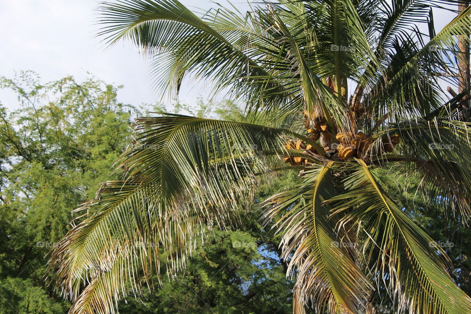 Coconuts