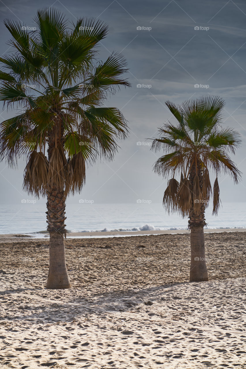 Palm trees on beach