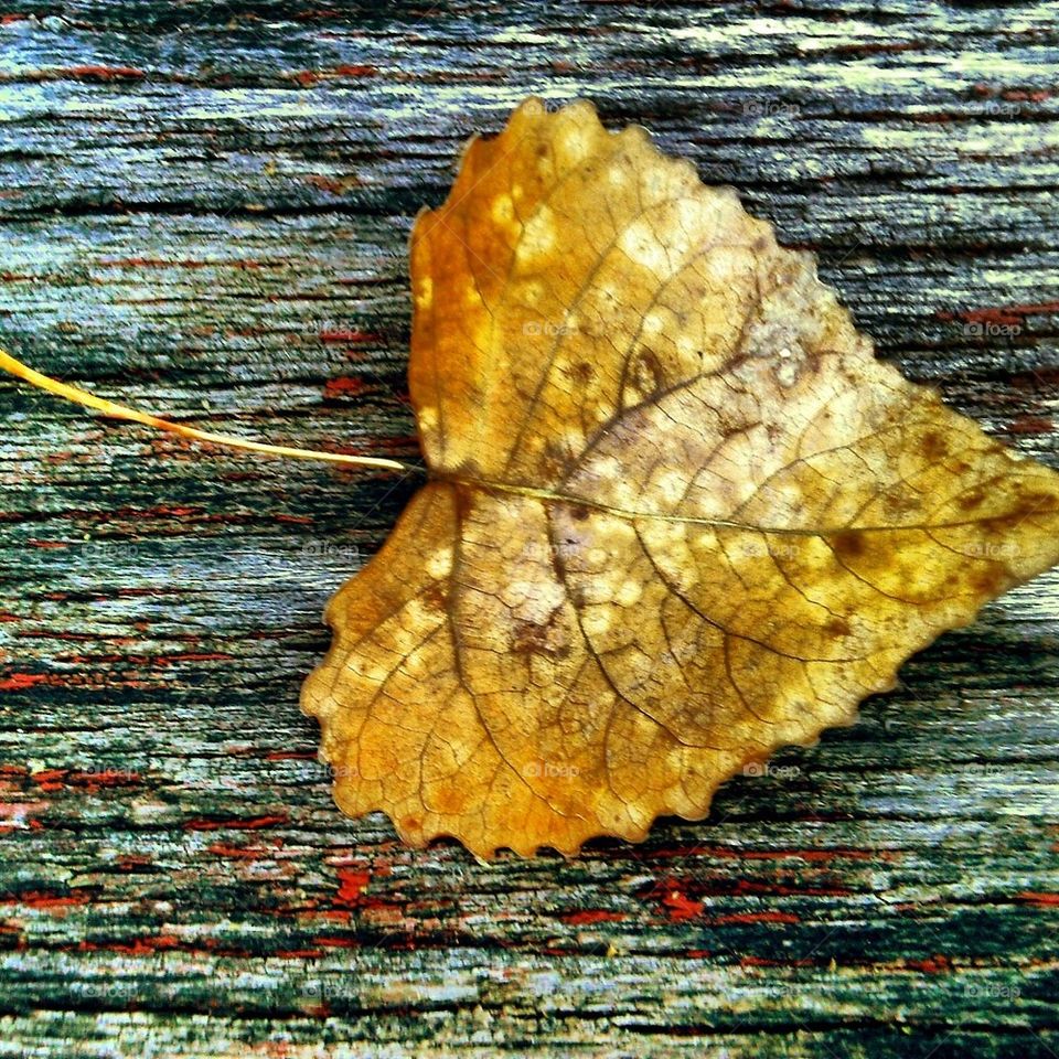 The Changing Seasons