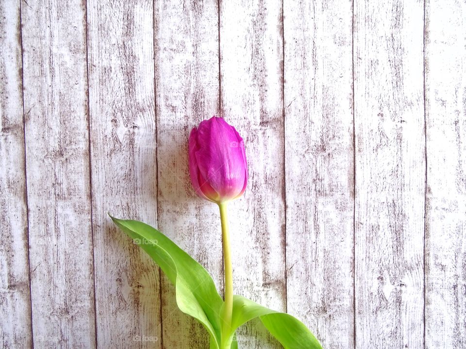 Pink tulip