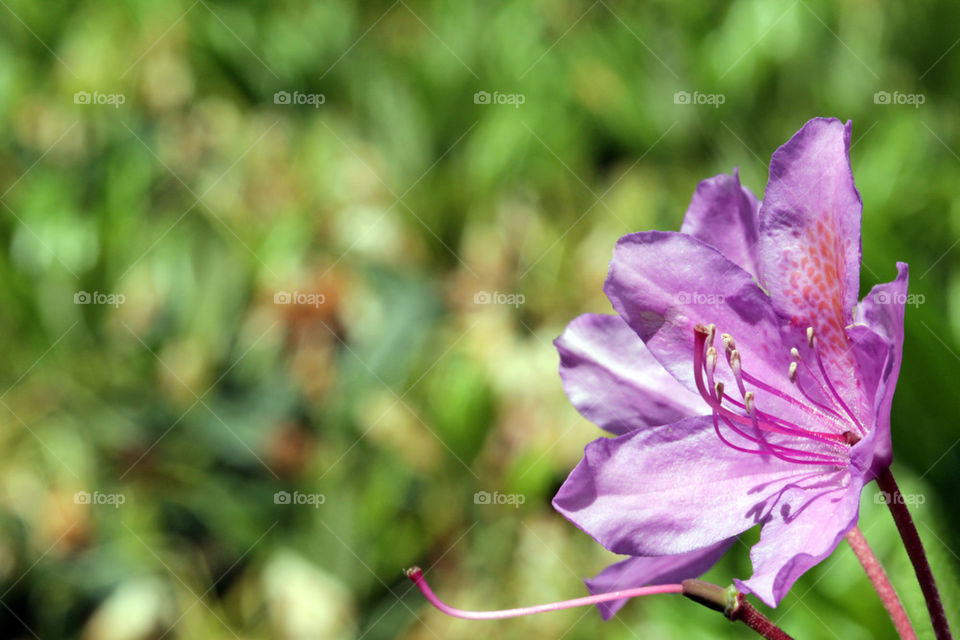 Big Flower