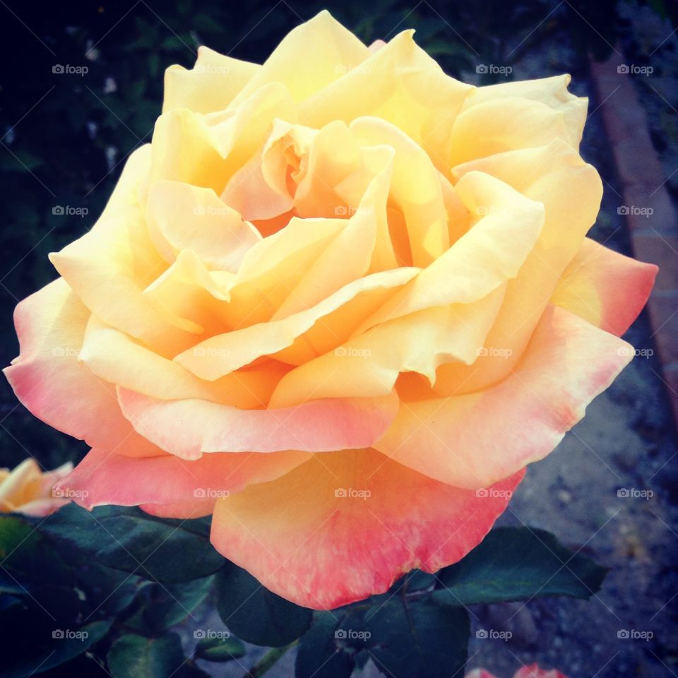 Spring Yellow Rose