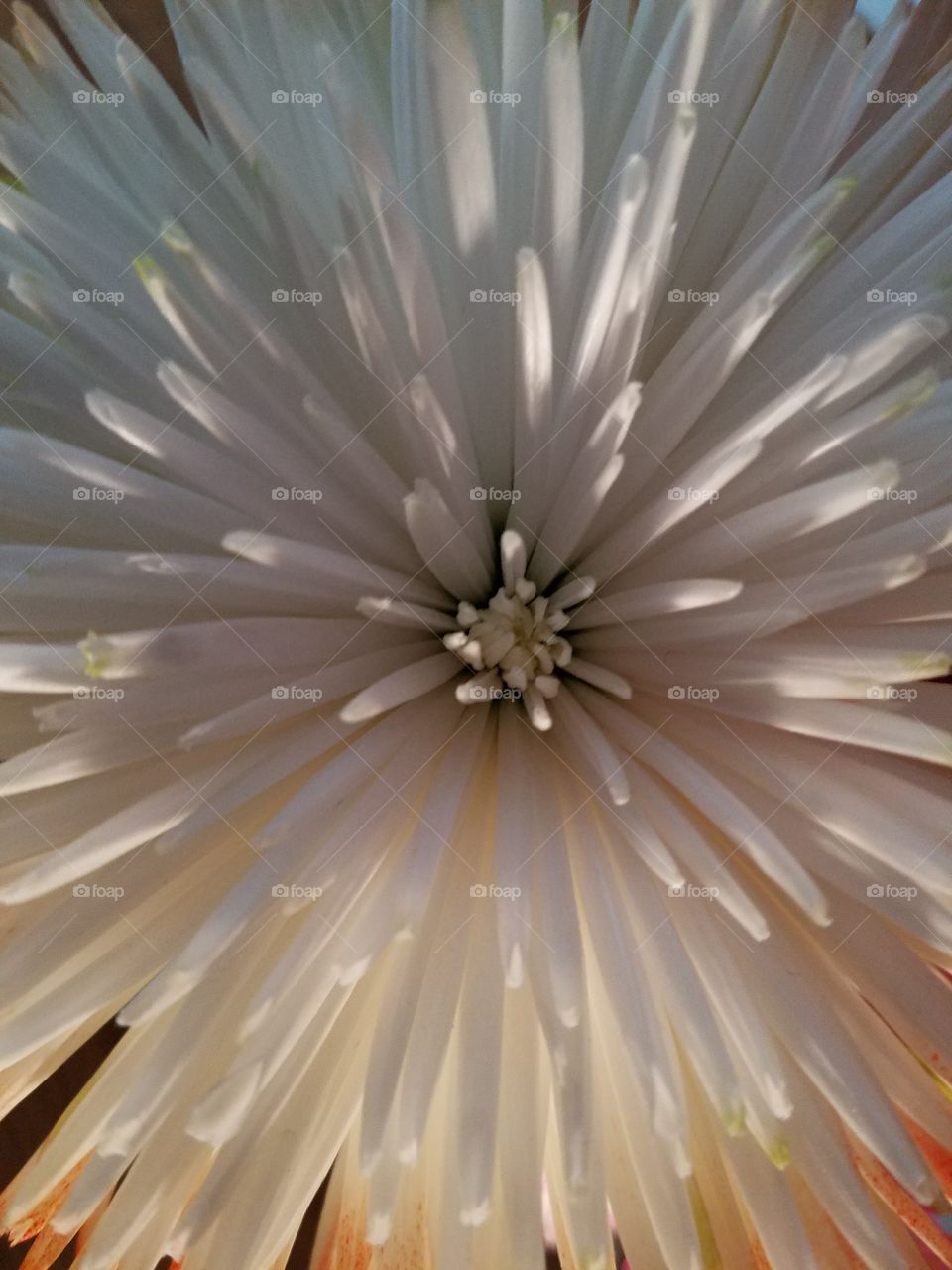 White Flower Burst
