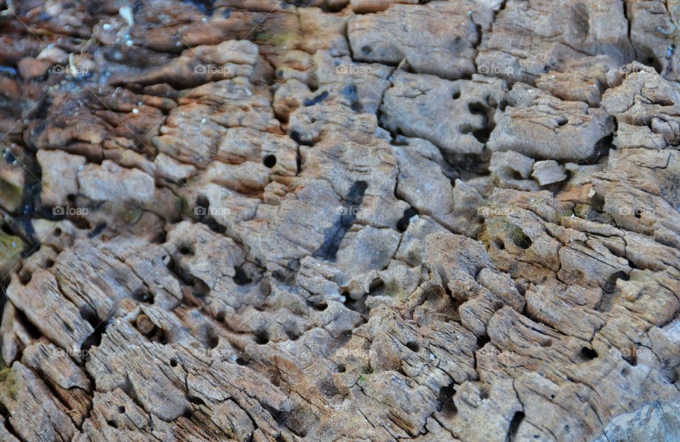 The texture surface an this wood has been caused by termites