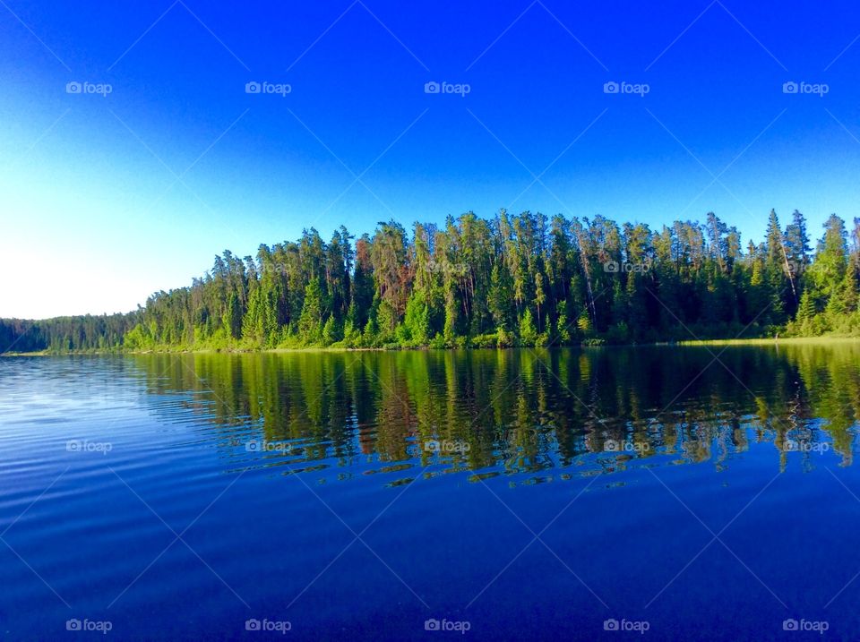 Trees reflecting on the lake