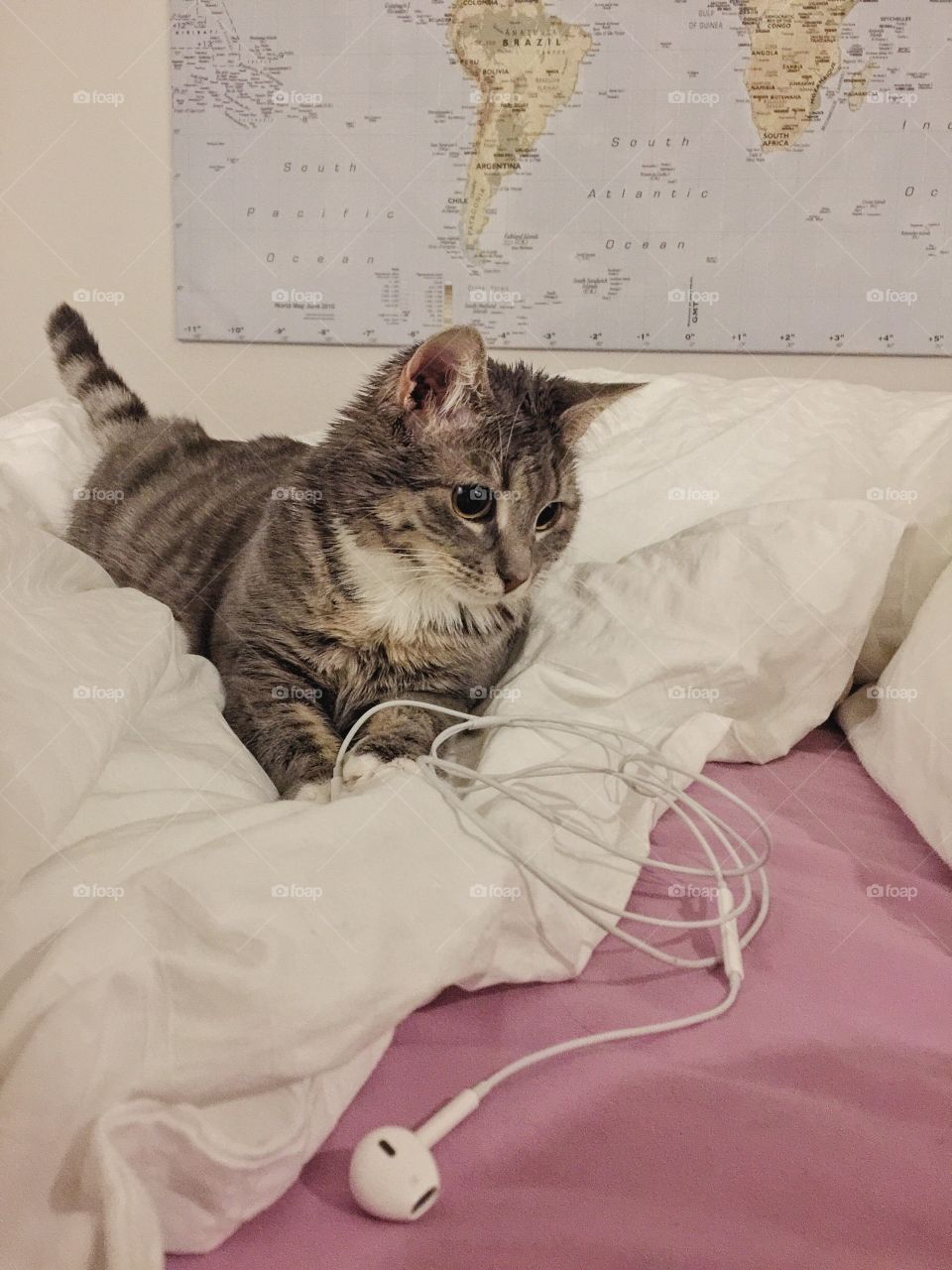 Kitten in bed playing with earplugs