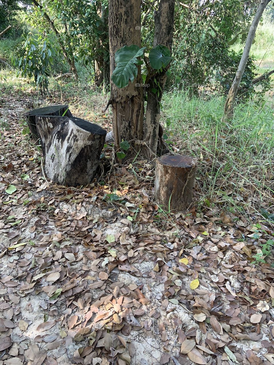 Best of 2021 : Objects , My garden (Thailand)