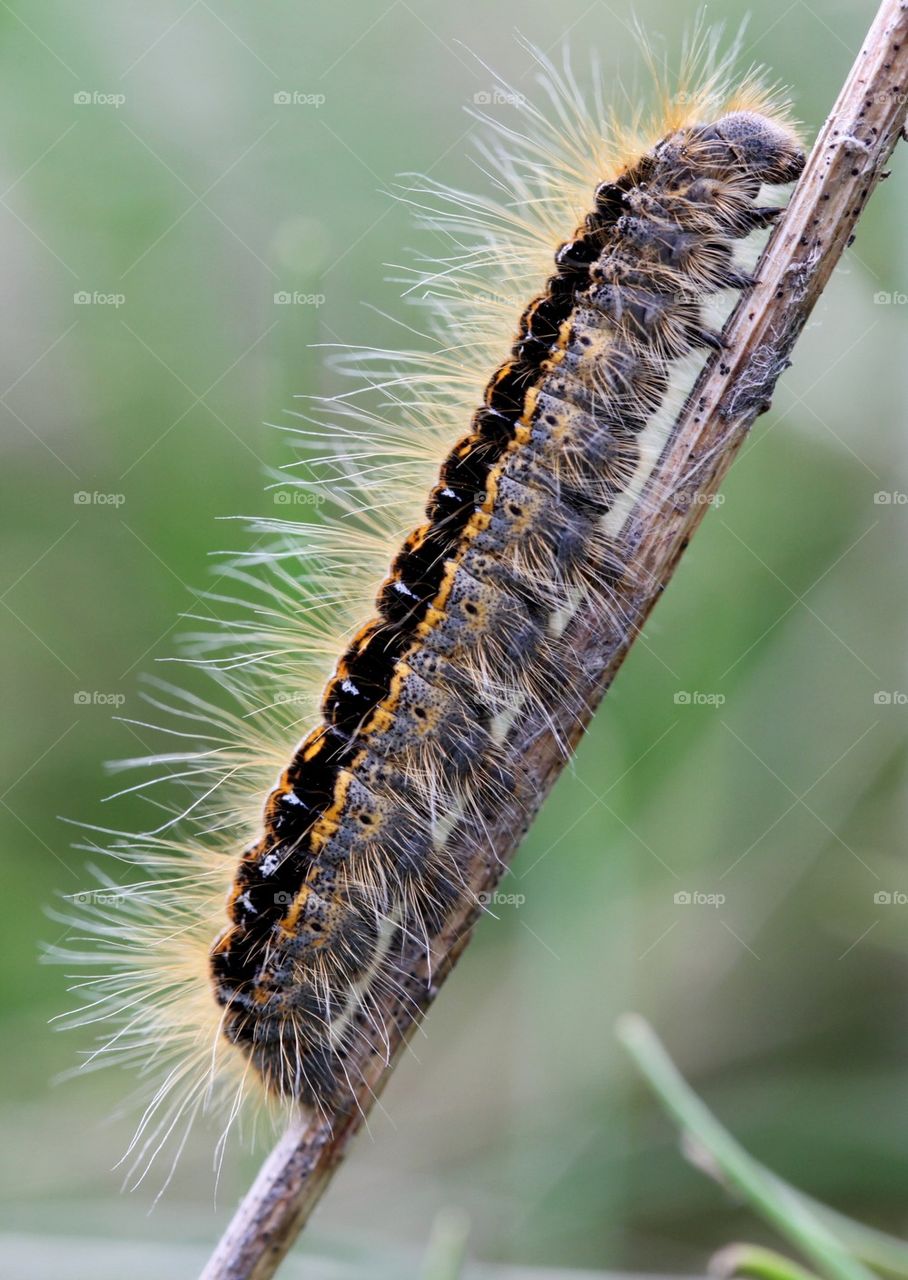 caterpillar