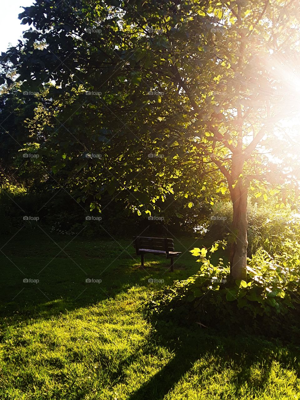 Park bench under the tree
