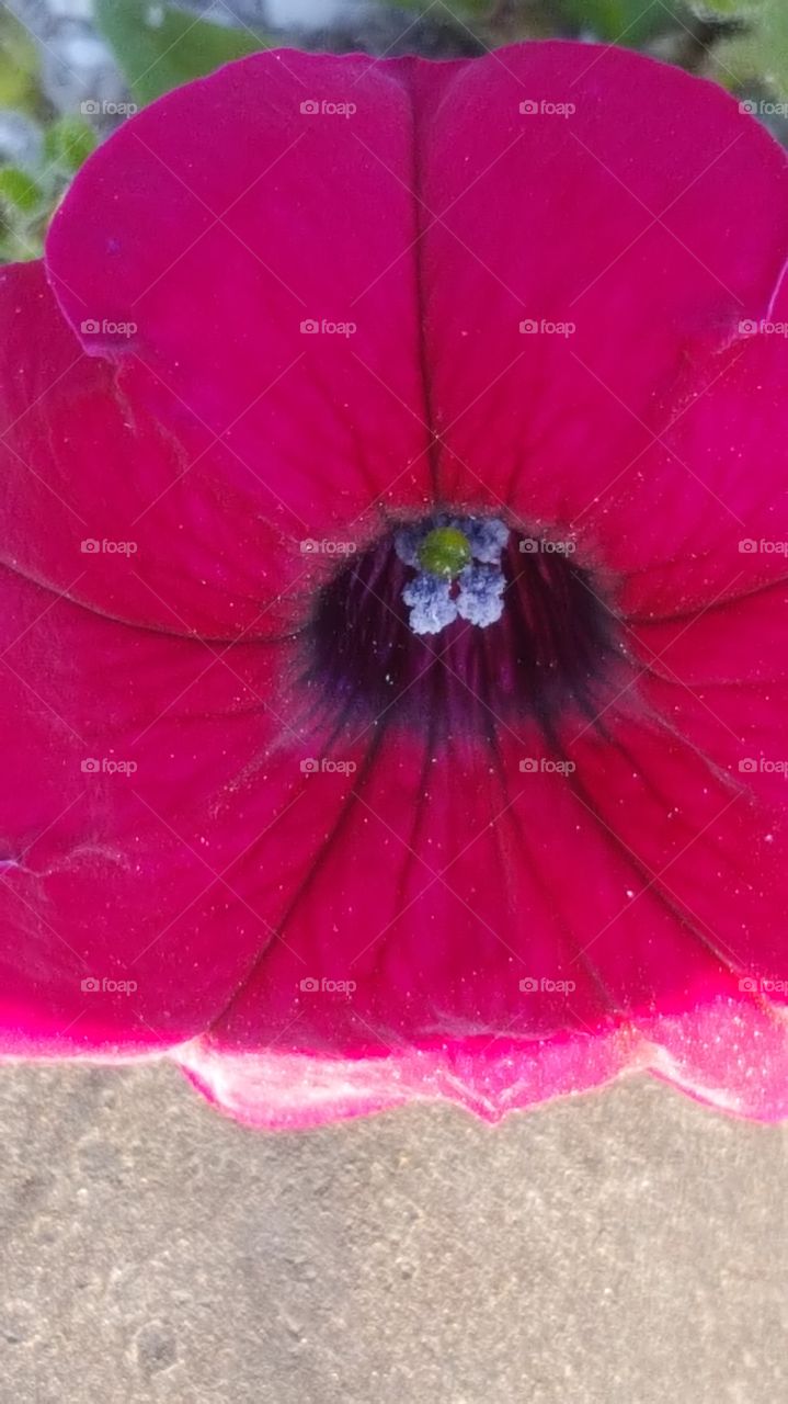 Petunia Closeup