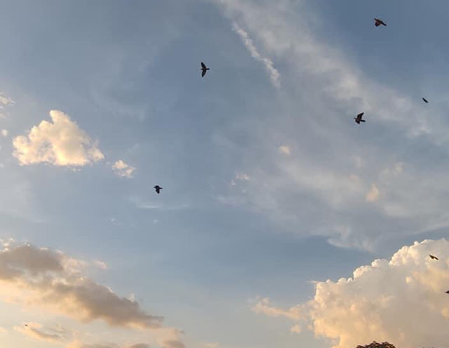 Birds and cloud