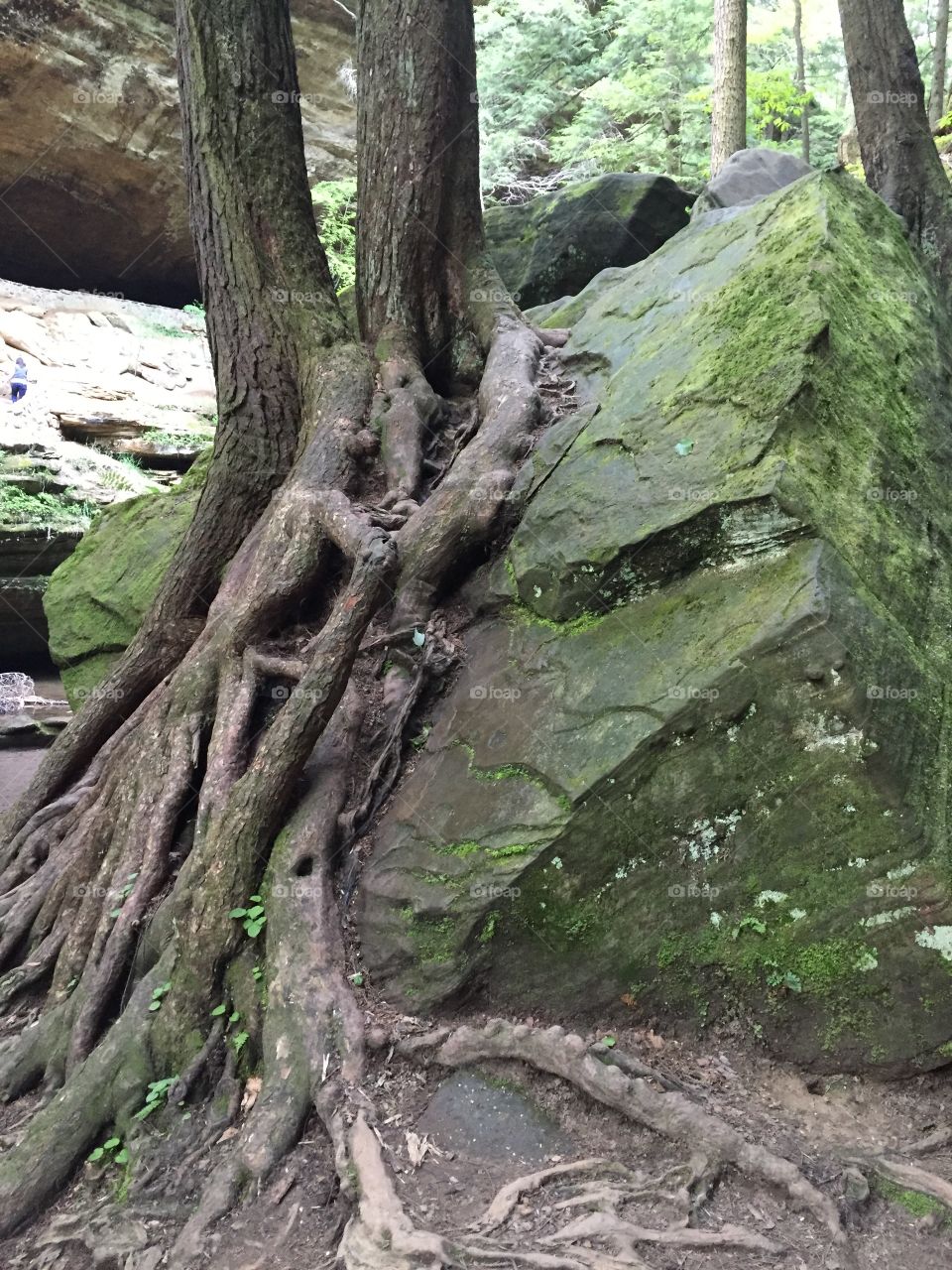 Trees growing on rocks