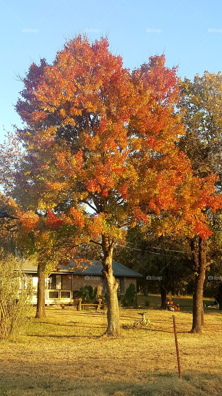 beautiful trees in the fall